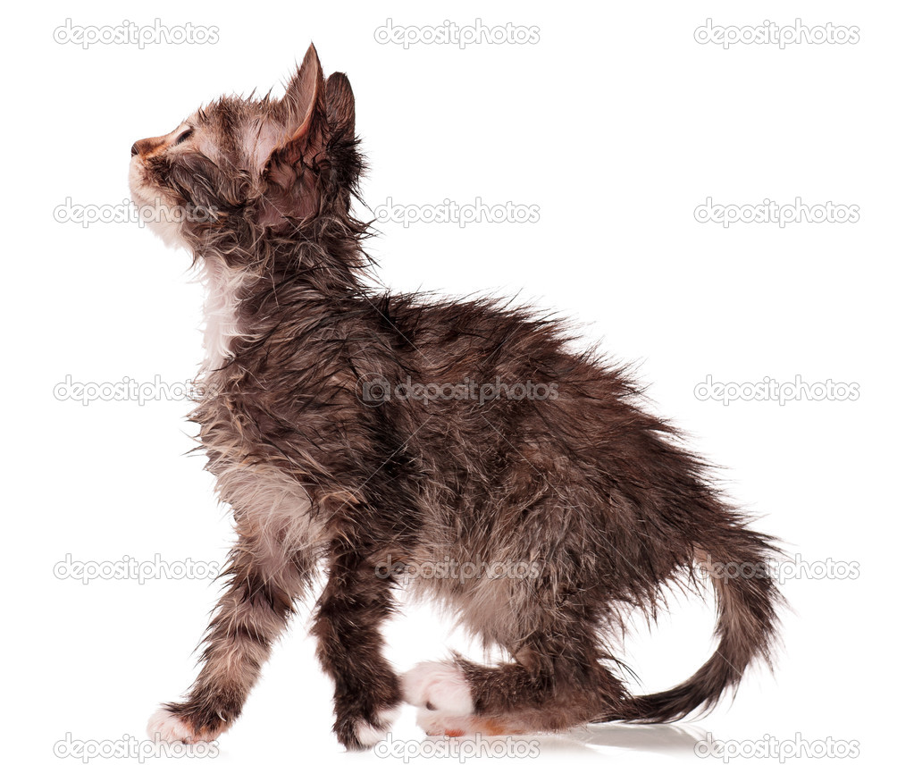 depositphotos_25674281-stock-photo-wet-kitten.jpg