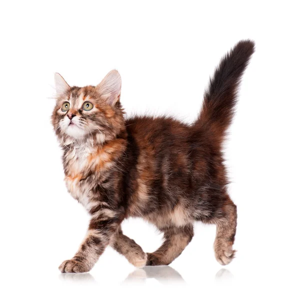 Hermoso gatito —  Fotos de Stock