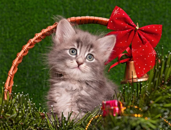 Gatinho cinzento bonito — Fotografia de Stock