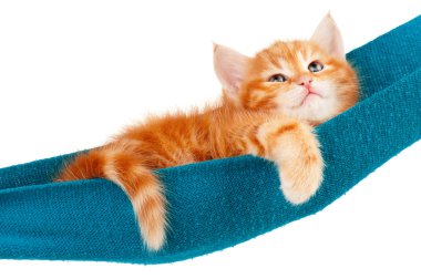 Kırmızı kedi yavrusu