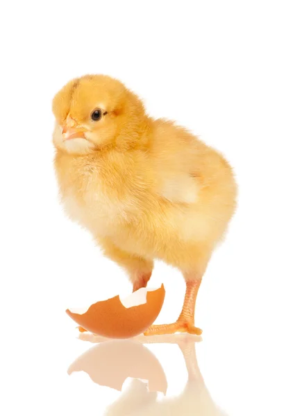 Lilla kycklingen — Stockfoto