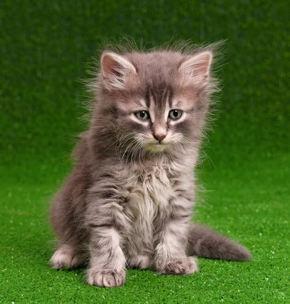 Lindo gatito gris — Foto de Stock