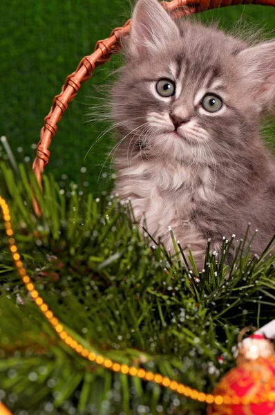 Lindo gatito gris — Foto de Stock