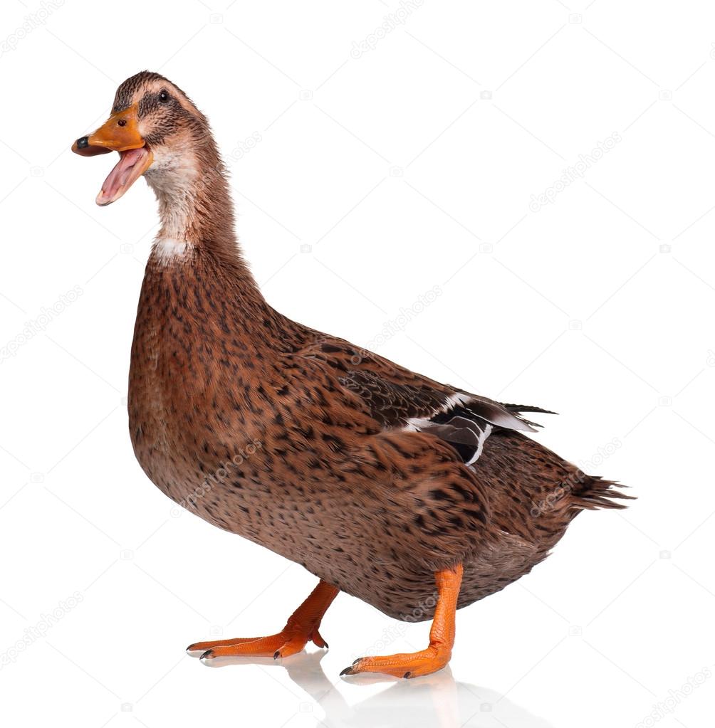 Domestic duck