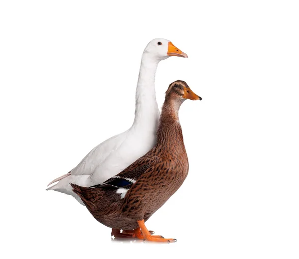 Pato e ganso — Fotografia de Stock