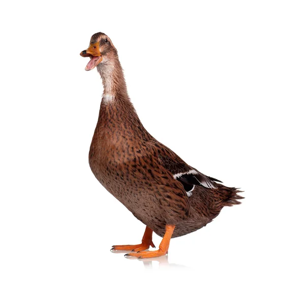 Domestic duck — Stock Photo, Image