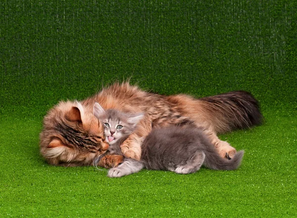 Cat and kitten — Stock Photo, Image