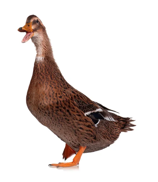 Domestic duck — Stock Photo, Image