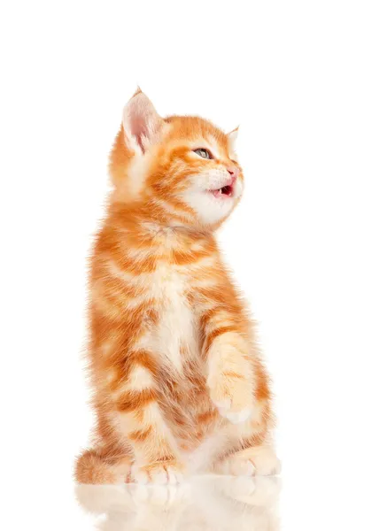 Rode kitten — Stockfoto