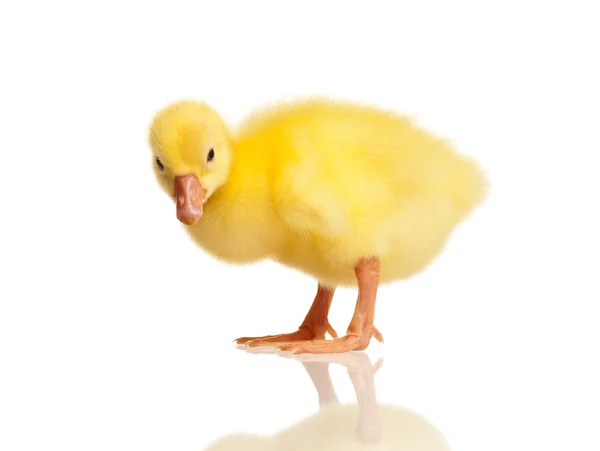 Binnenlandse gosling — Stockfoto