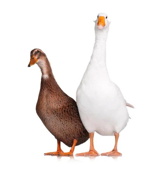 Pato e ganso — Fotografia de Stock