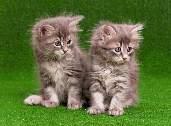 Cute gray kittens — Zdjęcie stockowe