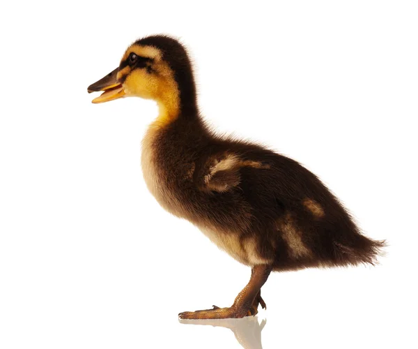 Domestic duckling — Stock Photo, Image