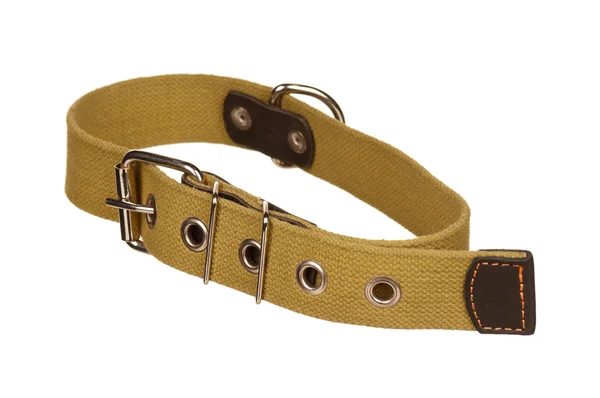 Collar de perro — Foto de Stock