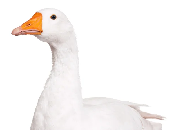 Domestic goose — Stock Photo, Image