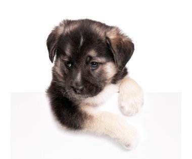 Şirin köpek.