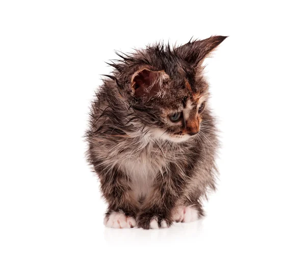 Våt kattunge — Stockfoto