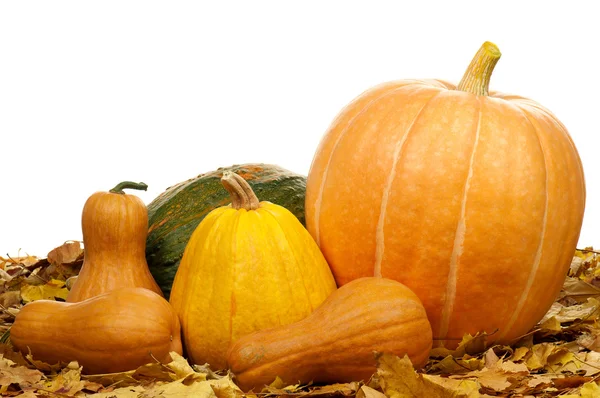 Many pumpkins — Stock Photo, Image