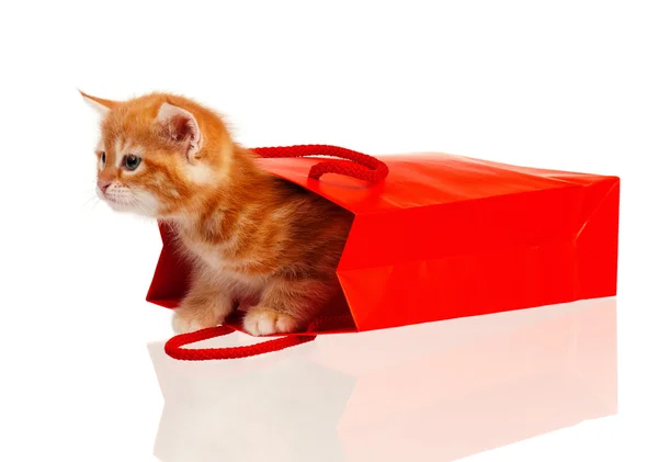 Gatinho vermelho — Fotografia de Stock