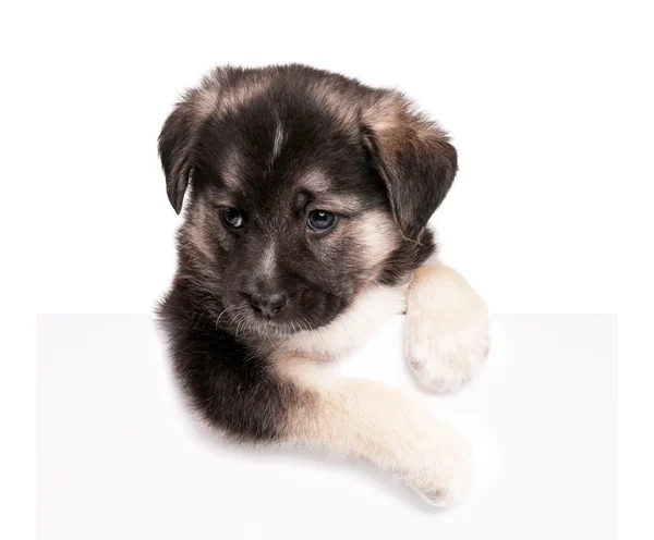 Cute puppy — Stock Photo, Image