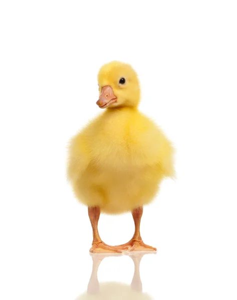 Söt inhemska gosling — Stockfoto