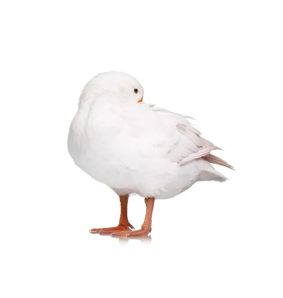 Oca domestica bianca — Foto Stock