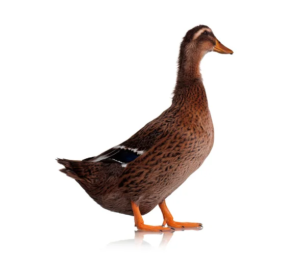 Young domestic duck — Stock Photo, Image