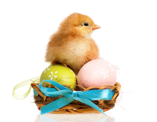 Newborn chick with easter eggs — Stock Photo, Image
