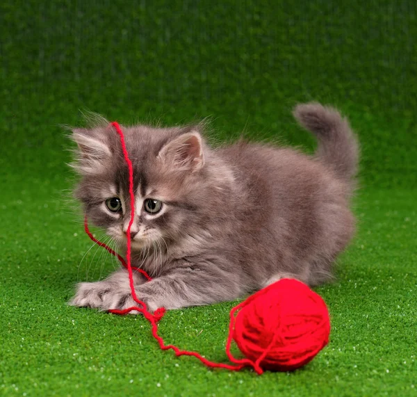 Kitten with red clew — Stock Photo, Image