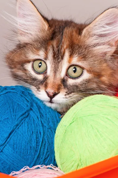 Gattino con palle di fili — Foto Stock