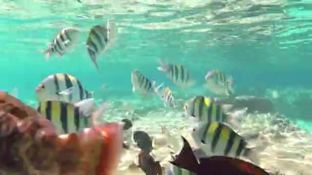 Peces en el mar — Vídeo de stock