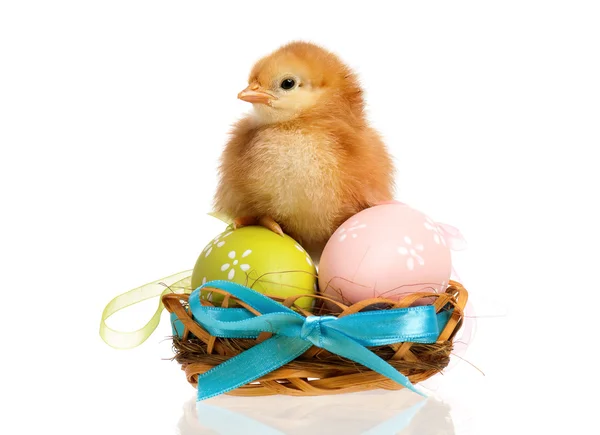 Newborn chick — Stock Photo, Image