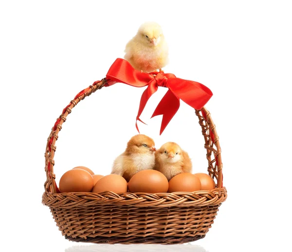Chickens with basket — Stock Photo, Image