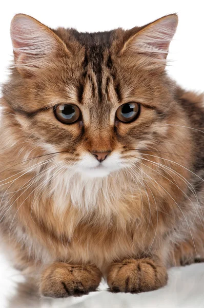 고양이의 모습 — 스톡 사진