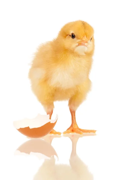 Little chicken — Stock Photo, Image