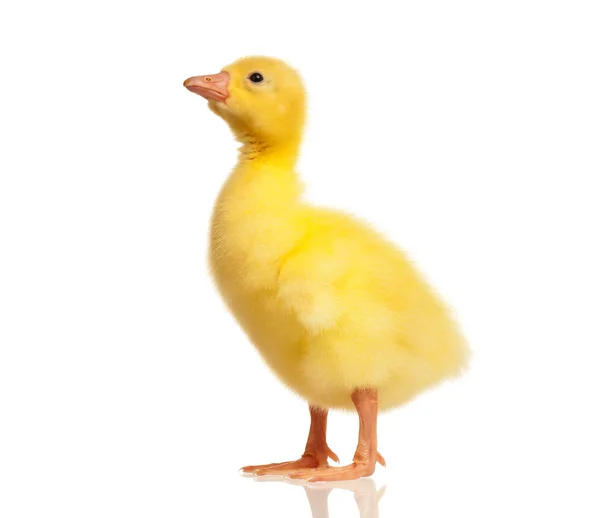 Domestic gosling — Stock Photo, Image