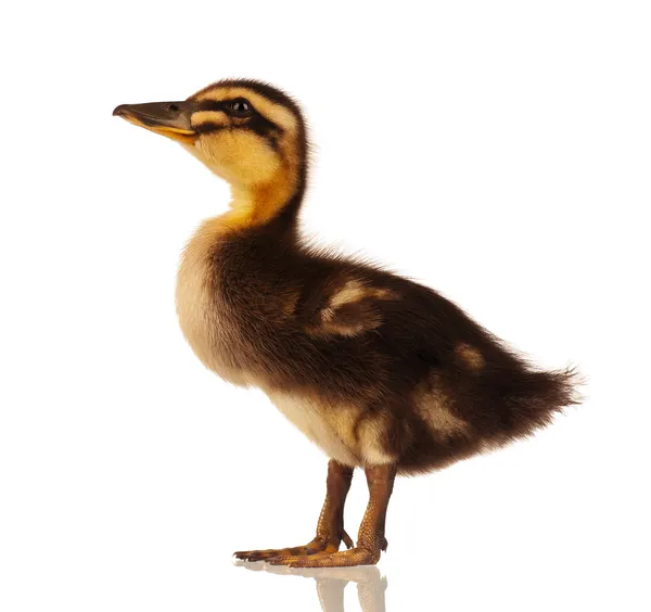 Domestic duckling — Stock Photo, Image