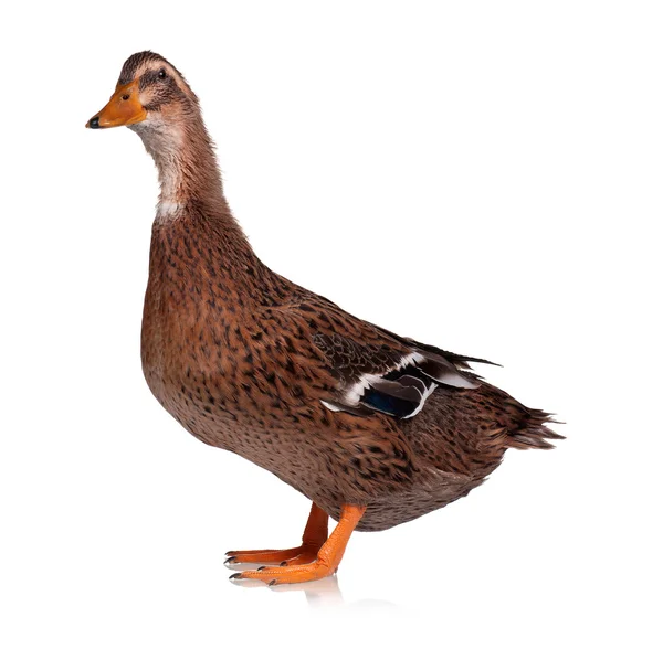 Domestic duck — Stock Photo, Image