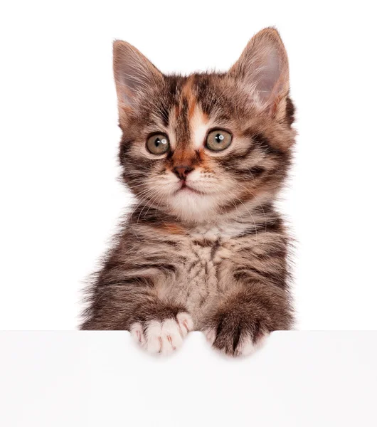 Kitten with blank — Stock Photo, Image