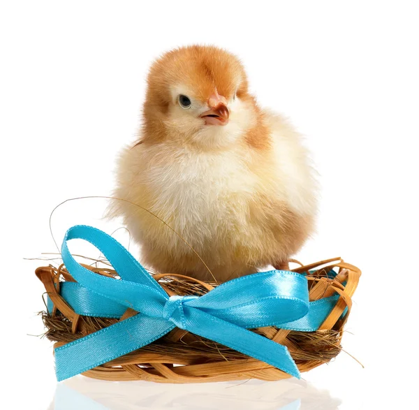 Pollo en el nido — Foto de Stock