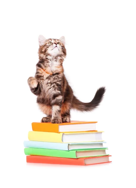 Котенок с книгами — стоковое фото