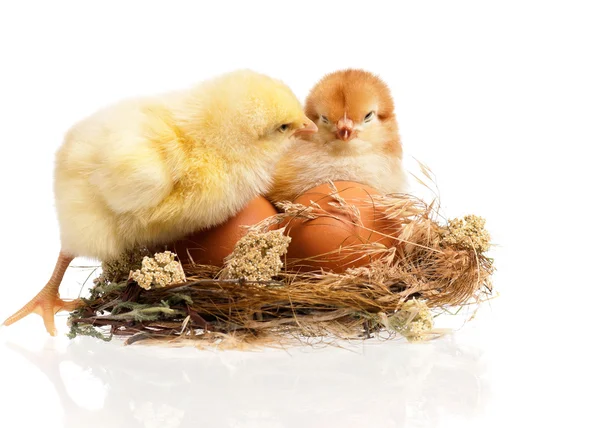 Dos pollos. — Foto de Stock