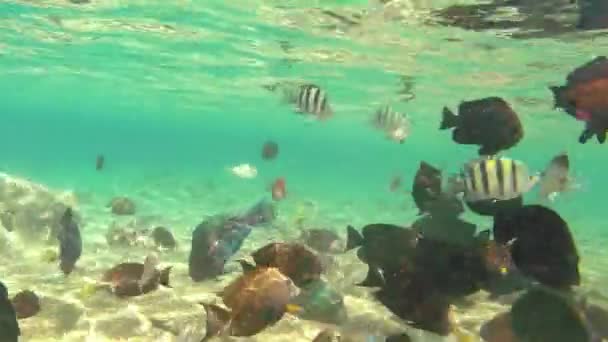 Peces en el mar — Vídeo de stock