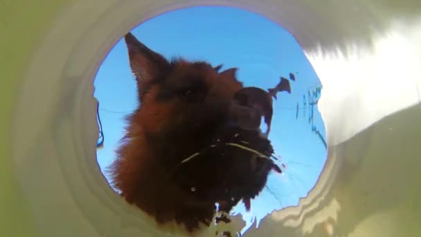 Hund trinkt Wasser — Stockvideo