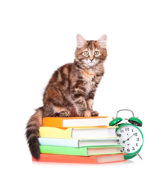 Котенок с книгами — стоковое фото