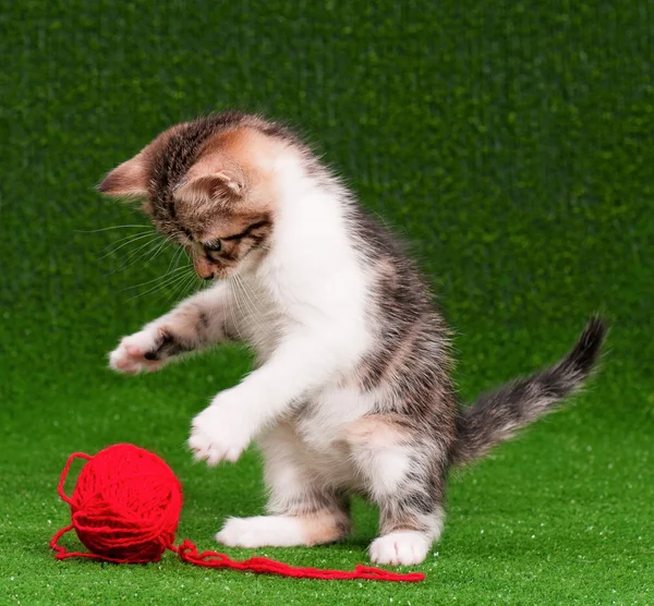 Gattino che gioca — Foto Stock