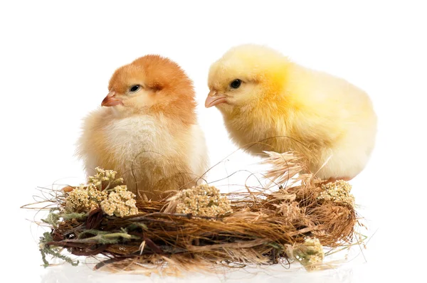 Two chickens — Stock Photo, Image