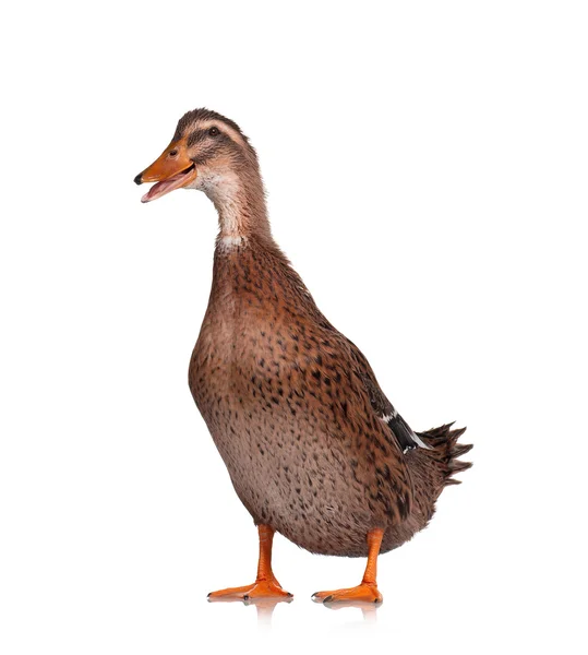 Domestic duck — Stock Photo, Image