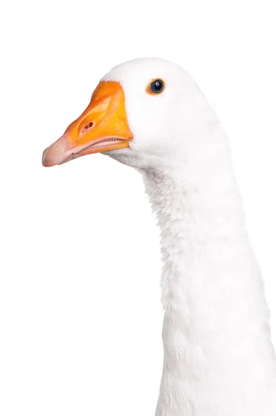 Domestic goose — Stock Photo, Image