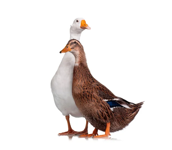 Duck and goose — Stock Photo, Image